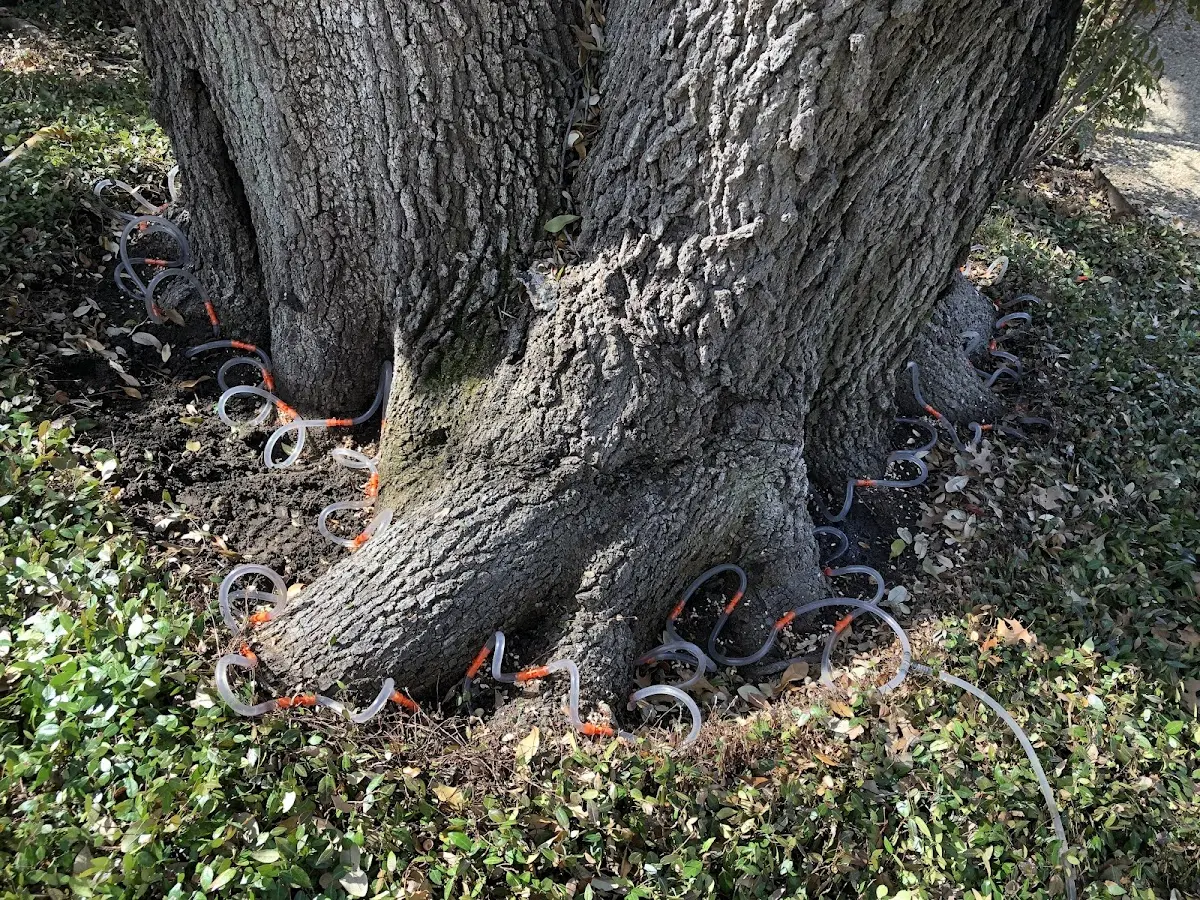 Detailed Tree Cabling and Bracing job site in Morenci